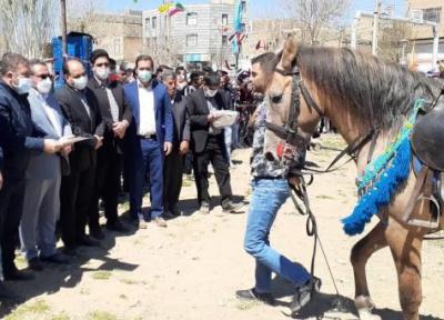 خبرنگاران ساوجبلاغ به قطب پرورش صنعت اسب در البرز تبدیل شده است