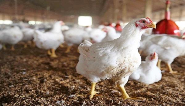 نامه نگاری ها برای افزایش قیمت مرغ ، آیا مرغ گران می گردد؟