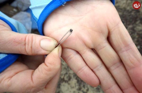 محققان با یاری مورچه ها 10 گونه نو از پستانداران باستانی را کشف کردند