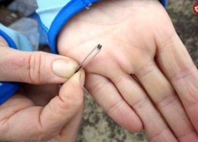 محققان با یاری مورچه ها 10 گونه نو از پستانداران باستانی را کشف کردند
