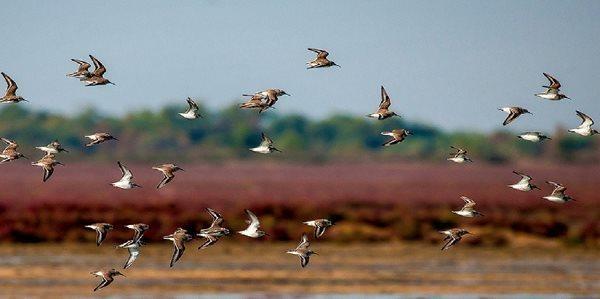 ورود گروه های متعدد پرندگان مهاجر به آب بندان های استان مازندران و تالاب میانکاله